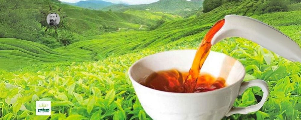 Ceylon Tea Tradition Wellness & Trust