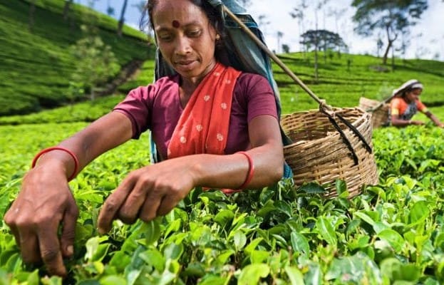 About THIMA Ceylon