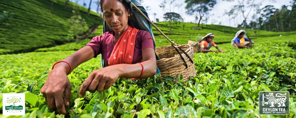 History of Ceylon tea