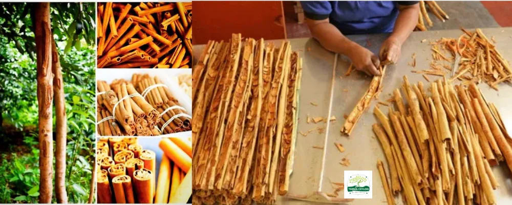 Ceylon Cinnamon